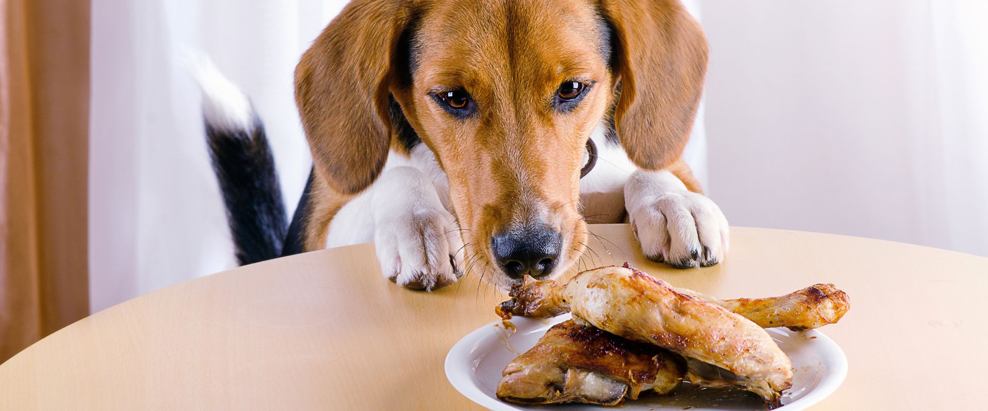 Dog eating chicken sale